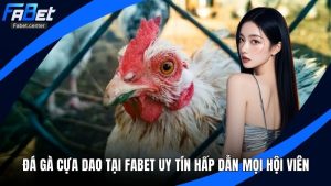 Đá Gà Cựa Dao Tại Fabet